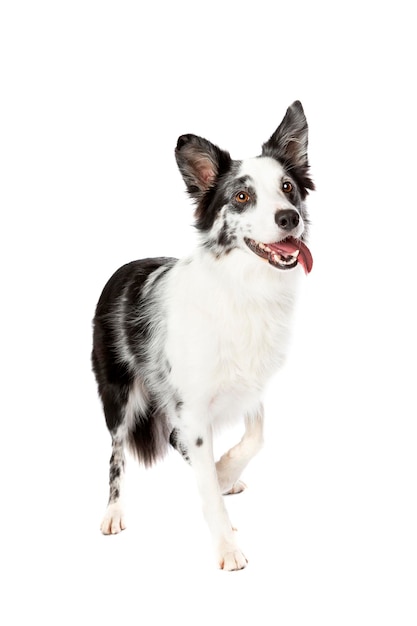 Cão border collie na frente de um fundo branco