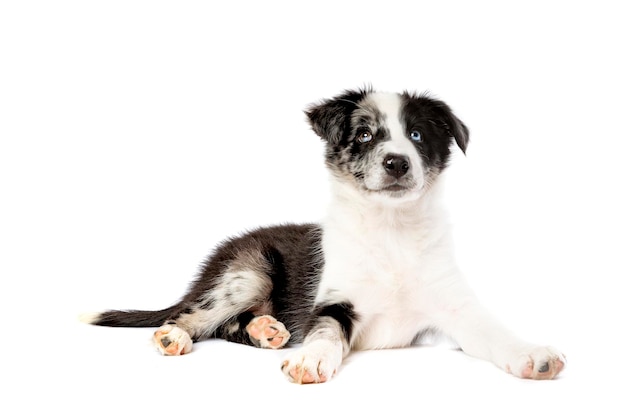 Cão border collie na frente de um fundo branco