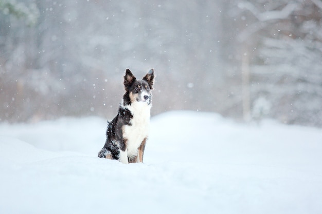 Cão border collie na neve