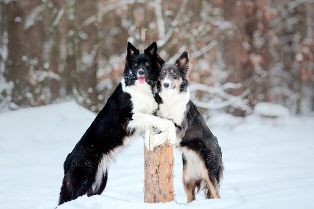 Cão border collie na neve