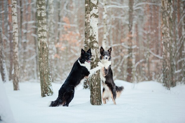 Cão border collie na neve