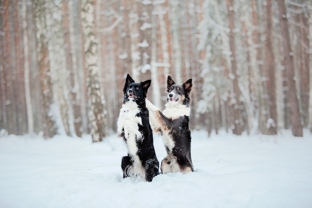 Cão border collie na neve