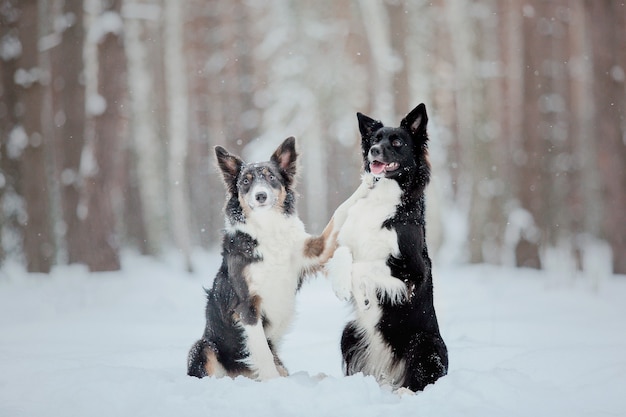 Cão border collie na neve