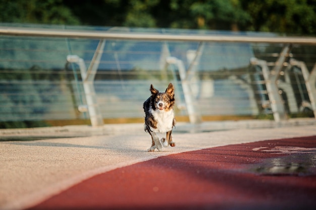 Cão border collie pela manhã