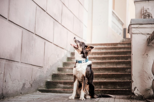 Cão border collie pela manhã