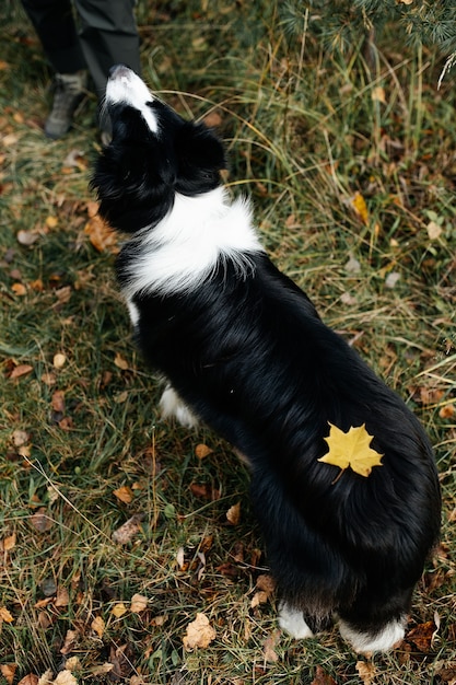 Cão border collie preto e branco na floresta de outono