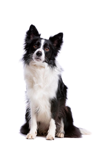 Cão border collie preto e branco