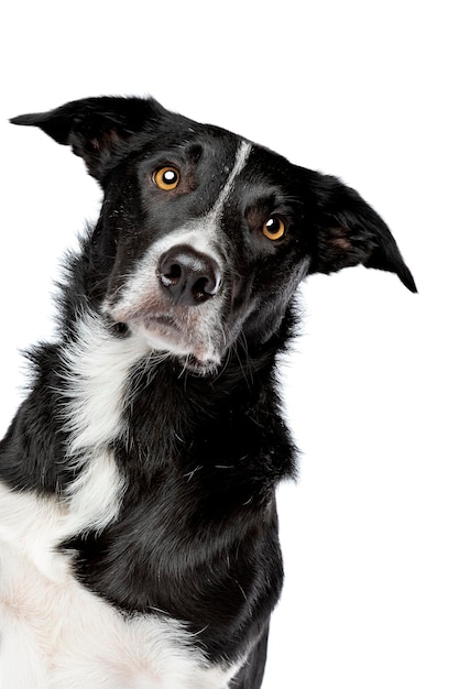 Cão border collie preto e branco