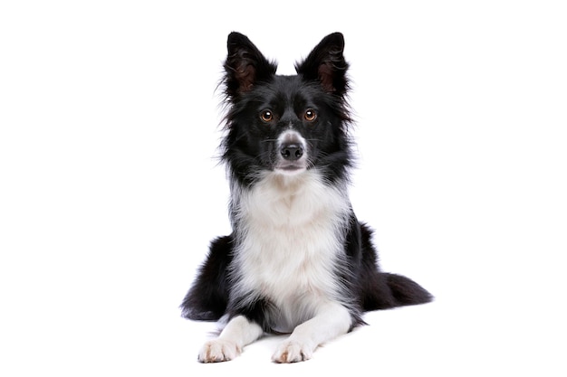 Cão border collie preto e branco