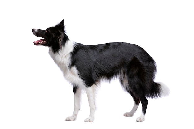 Cão border collie preto e branco