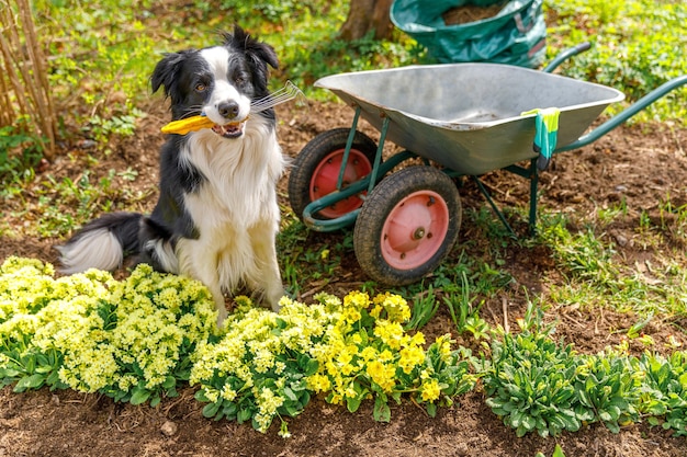 Cão border collie segurando ancinho de jardim na boca carrinho de mão carrinho de jardim no fundo do jardim pu...