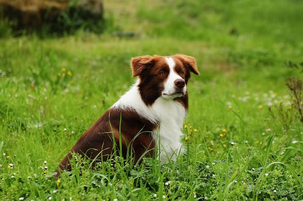 Cão Border Collie