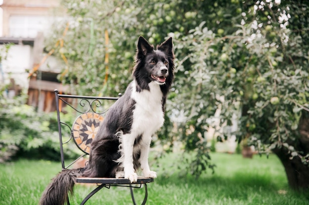 cão border collie