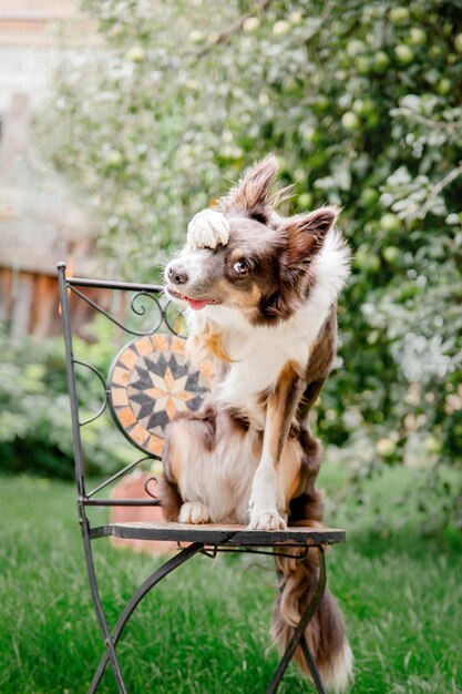 cão border collie