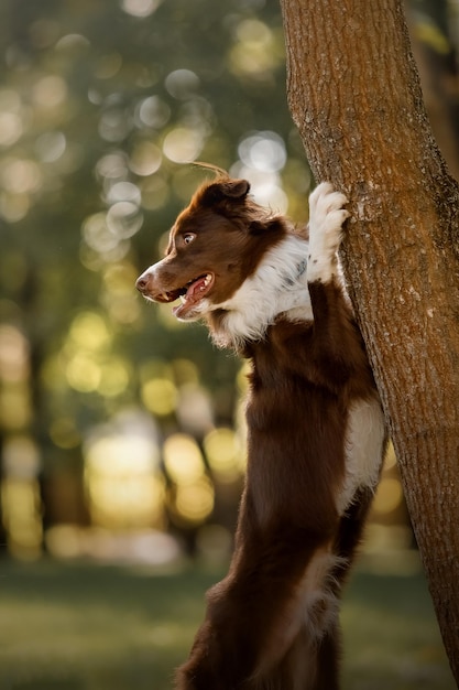 cão border collie