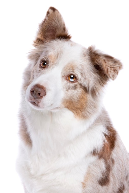 cão border collie