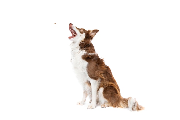 cão border collie