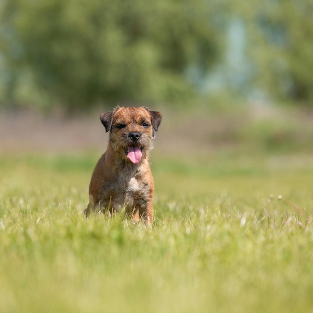 Cão Border Terrier sentado na grama verde