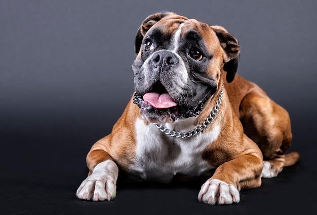 Cão Boxer com a língua para fora em posição sentada com uma coleira no pescoço