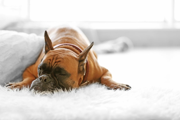 Foto cão boxer deitado no chão em casa