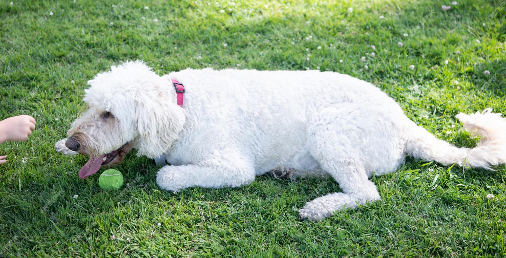 cachorros-no-parque - Matemática