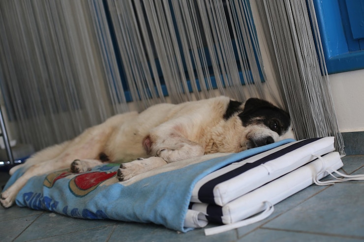 Foto cão branco a dormir.