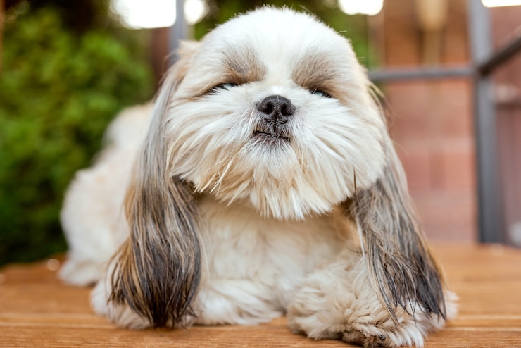 Foto cão branco alegre shih tzu encontra-se no chão de madeira no jardim. foto de alta qualidade