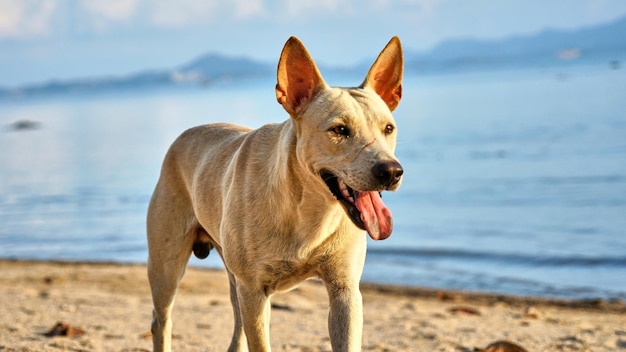 Cão branco caminha na praia. Koh Phangan. Tailândia