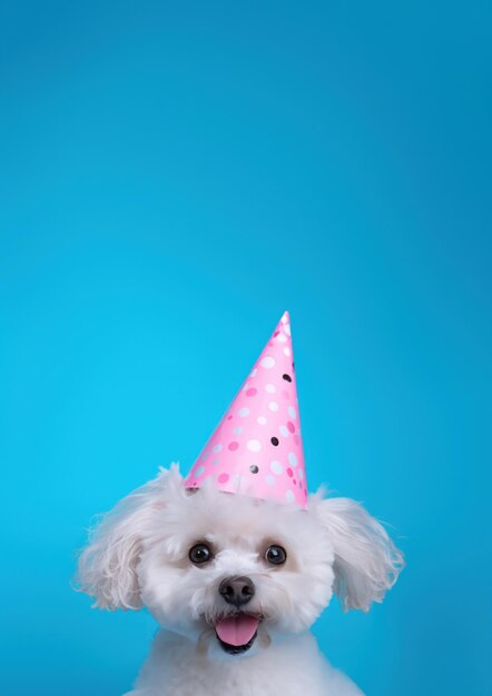 cão branco com chapéu rosa de festa em fundo azul