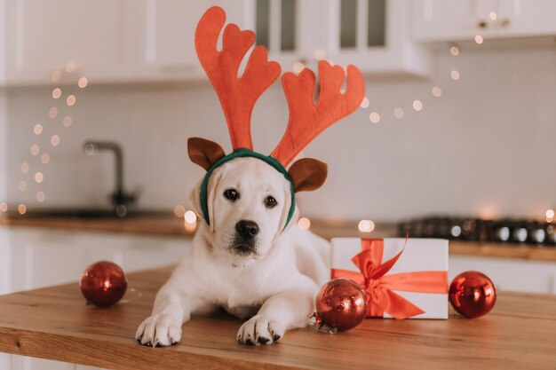 Cão branco com chifres de veado de brinquedo na cabeça está na cozinha decorada com uma guirlanda de Natal. Bolas de Natal, presentes. espaço para texto. Foto de alta qualidade