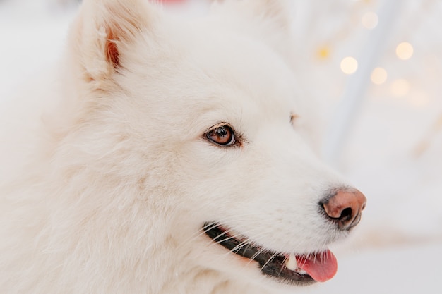 Cão branco da pedigree que senta-se na neve em uma floresta. Animais engraçados