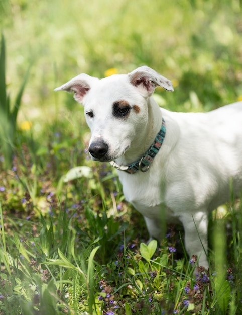 Cão branco da raça Jack Russell Terrier no jardim