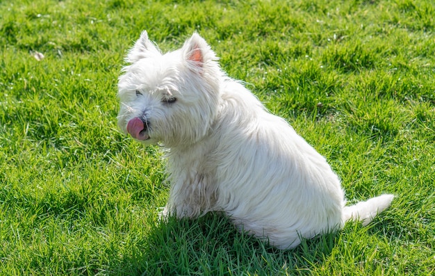 Cão branco deitado na grama
