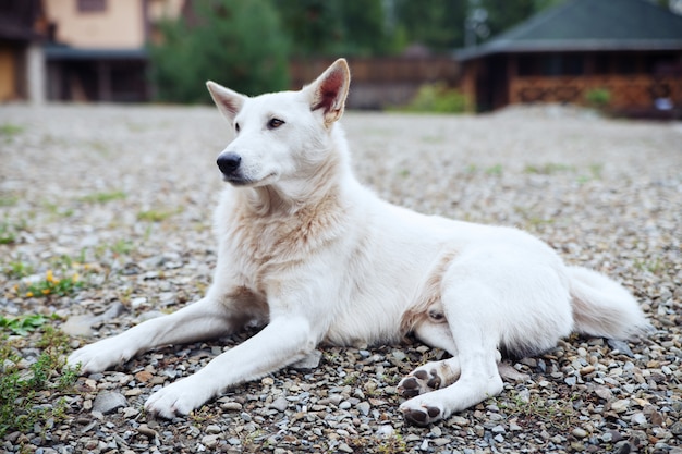 Cão branco deitado no quintal.