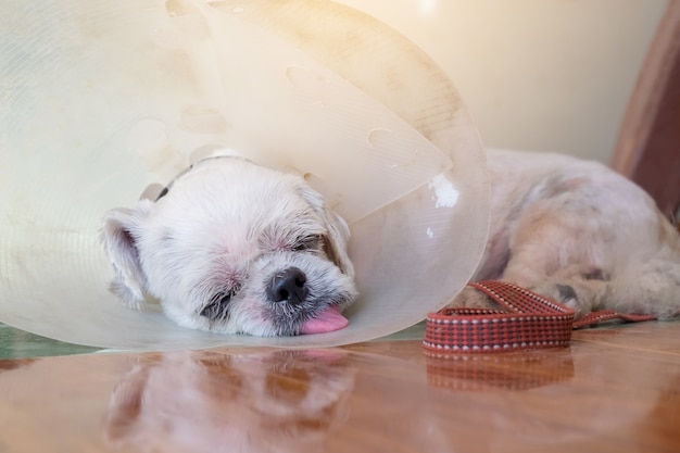 Foto cão branco doente usar gola no pescoço e dormir em casa