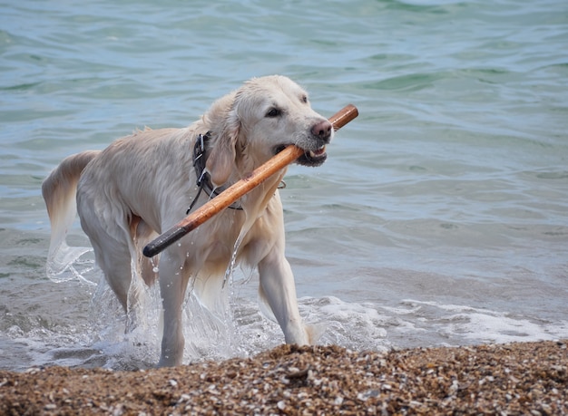 Cão branco dourado labrador retriever na praia