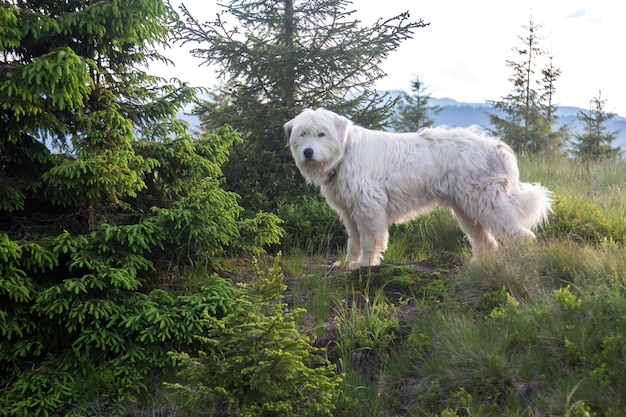 Cão branco encaracolado de pastor fica entre as árvores iluminadas pelo sol da noite Guardião de ovelhas da montanha dos Cárpatos