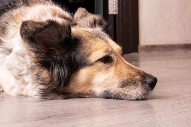 Cão branco encontra-se no chão de madeira