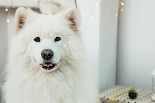 Cão branco engraçado, bonito, fofo, de raça samoia, Laika, de pé, sorridente, brincalhão, Bjelkier.