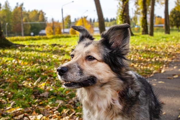 Cão branco entre o retrato de closeup de folhas amarelas