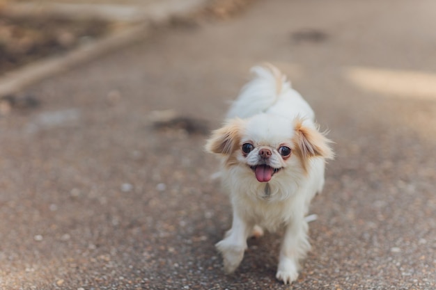 Cão branco fofo fofo na cidade.