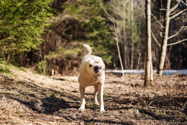 Cão branco labrador retriever em uma caminhada. Cão na natureza. Cão sênior atrás de grama e floresta