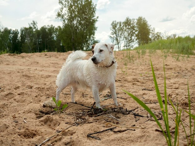 Foto cão branco molhado engraçado nadando no rio conceito de recreação