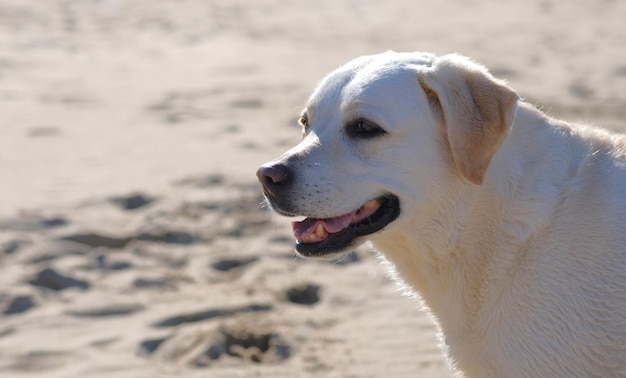 Cão branco na praia em um dia ensolarado na Holanda