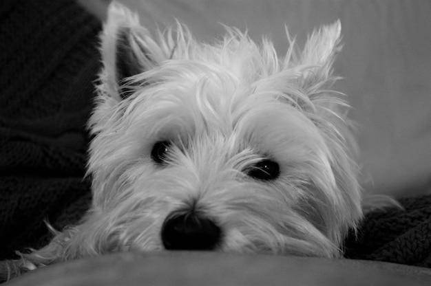 Cão branco olhando para a câmera