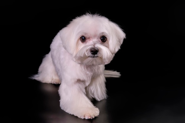 Cão branco pequeno da raça maltês lapdog closeup em um fundo preto isolado