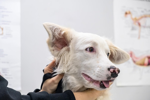 Cão branco preocupado bonito na clínica veterinária filhote bonito visita ao veterinário no hospital conceito de cuidados de saúde de animais de estimação