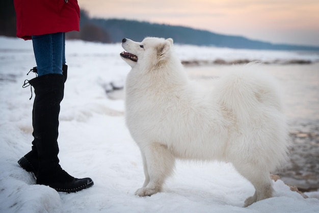 Cão branco Samoieda está na praia de neve na Letônia