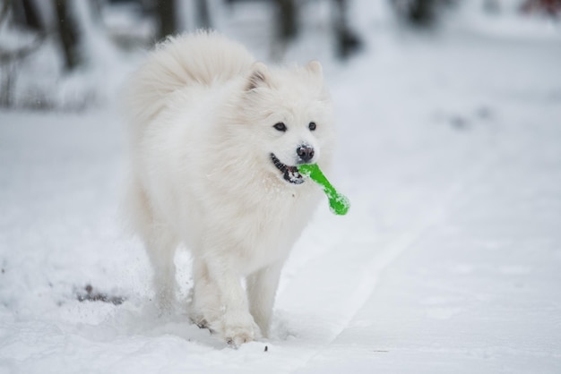 Cão branco samoiedo está brincando com brinquedo na floresta de inverno