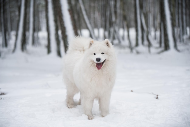 Cão branco samoiedo está na floresta de inverno